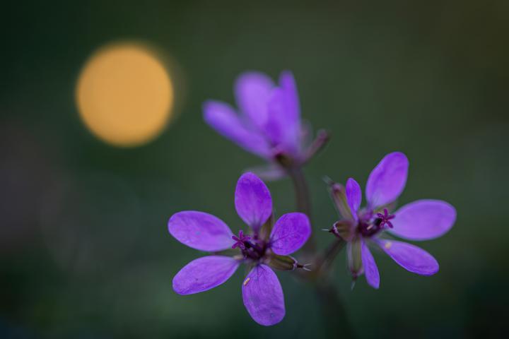 Professzionális természetfotó tanfolyam